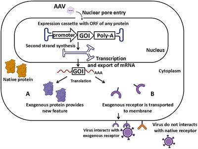 AAV-based vectors for human diseases modeling in laboratory animals